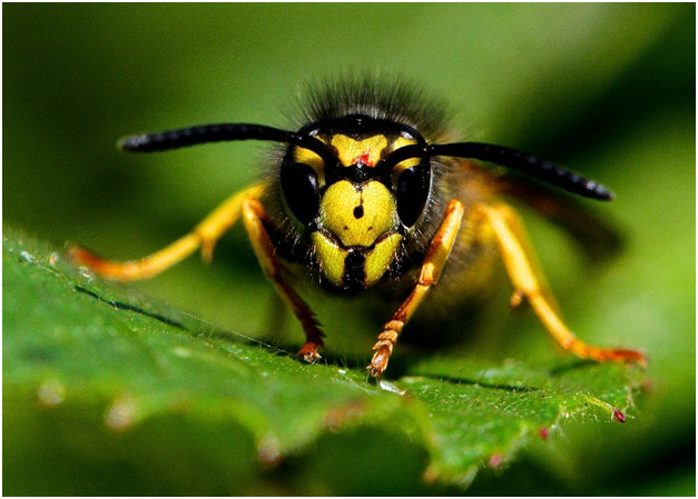 zoomed in picture of a bee